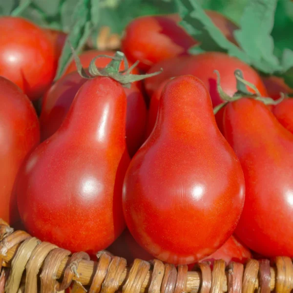 Sadike Druzovič Češnjevi in Hruškasti Paradižniki Red pear