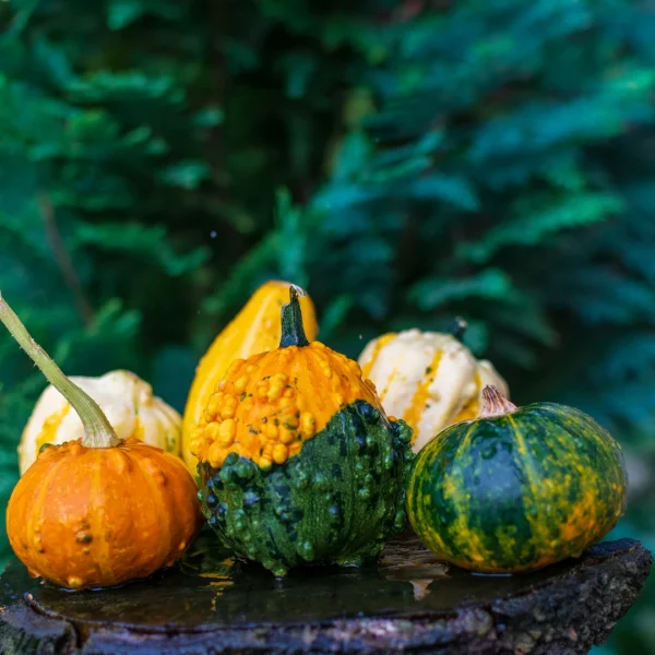 Sadike Druzovič buče mini halloween buče, Kleinfrüchtige prachtmischung